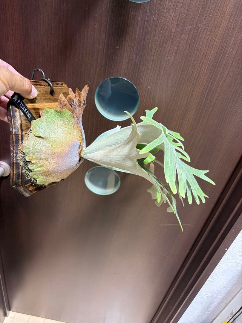 ビカクシダ IZANAMI