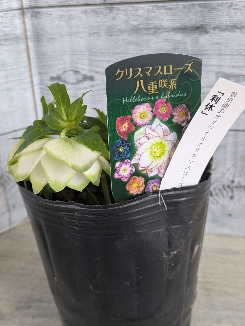 【現品・ポットまま発送】超希少　曽田園芸クリスマスローズ 利休②