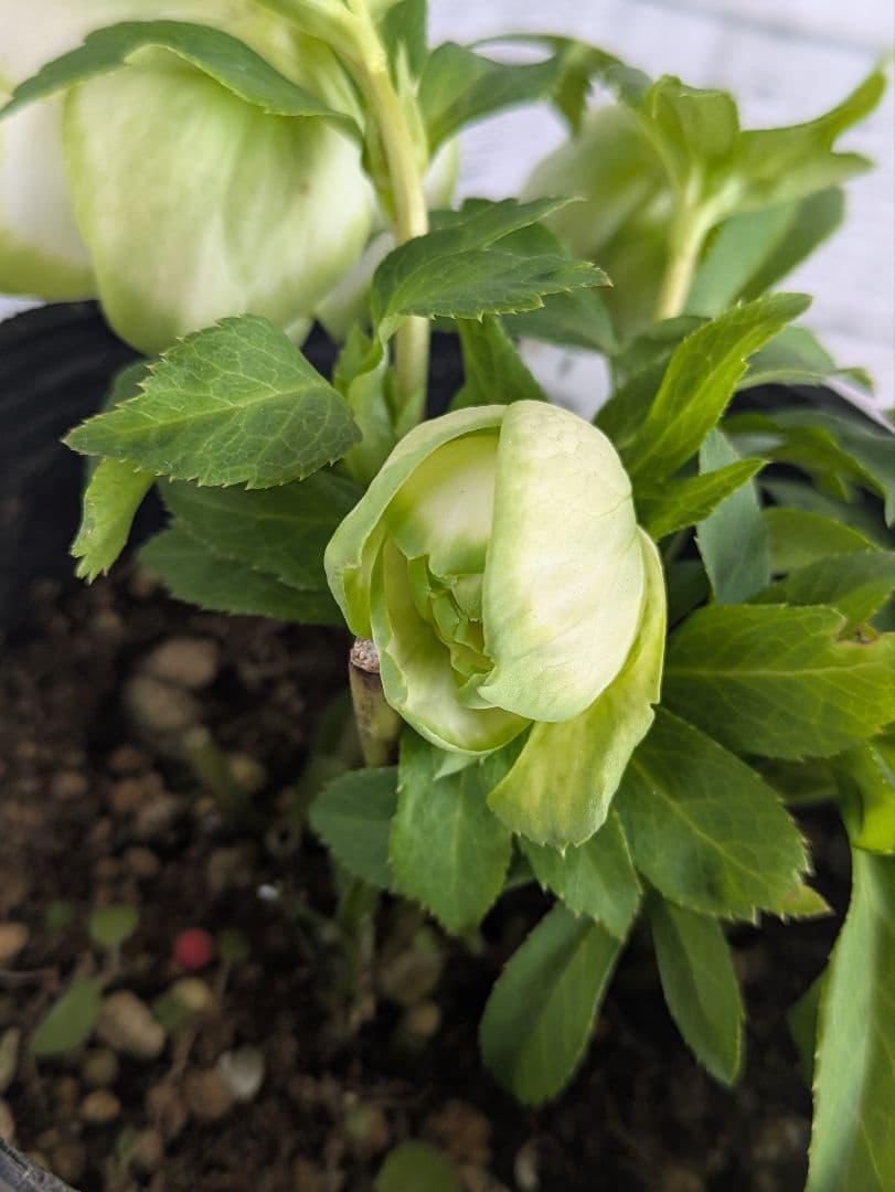 【現品・ポットまま発送】超希少　曽田園芸クリスマスローズ 利休②