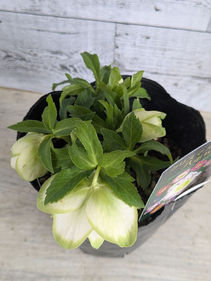 【現品・ポットまま発送】超希少　曽田園芸クリスマスローズ 利休②