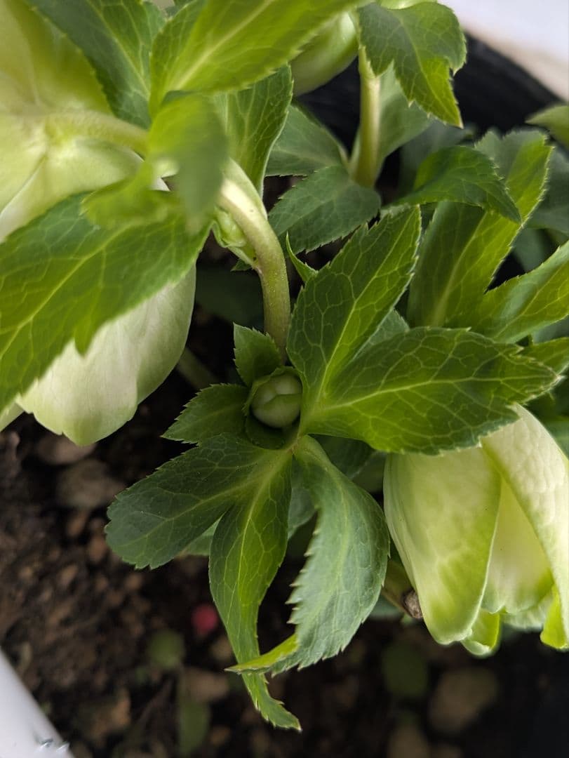 【現品・ポットまま発送】超希少　曽田園芸クリスマスローズ 利休②