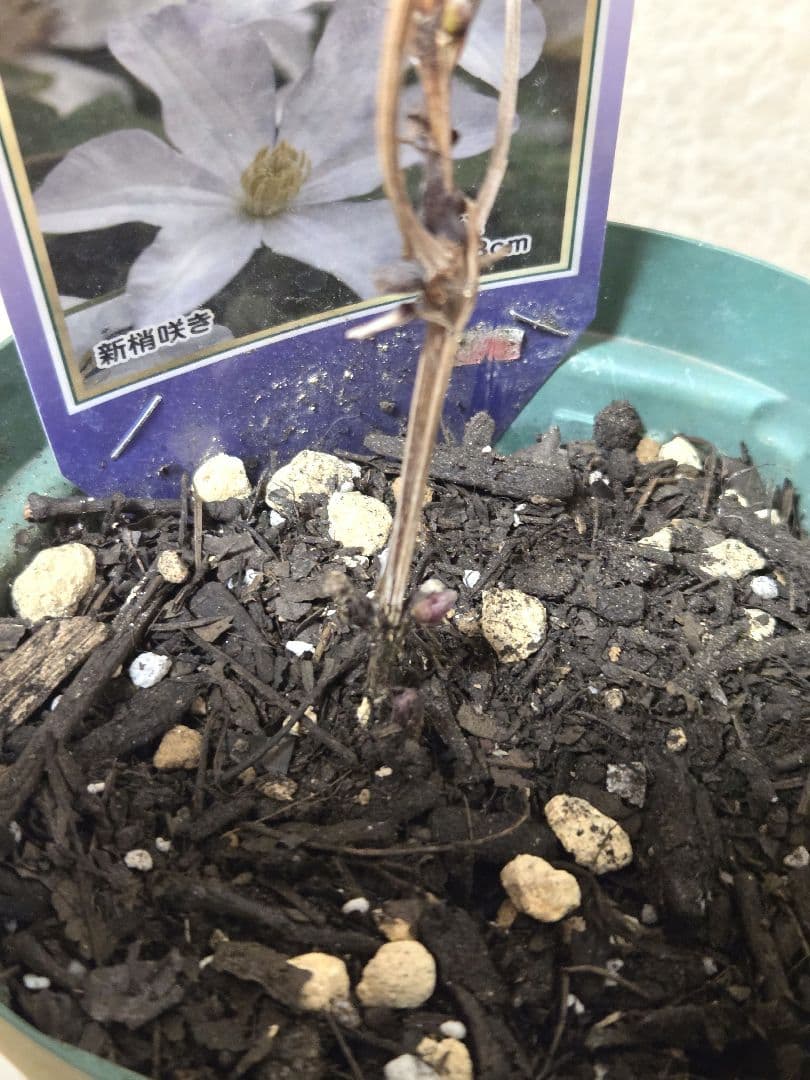 クレマチス フルディーン 2年生苗 正規品ラベル付き - メルカリ