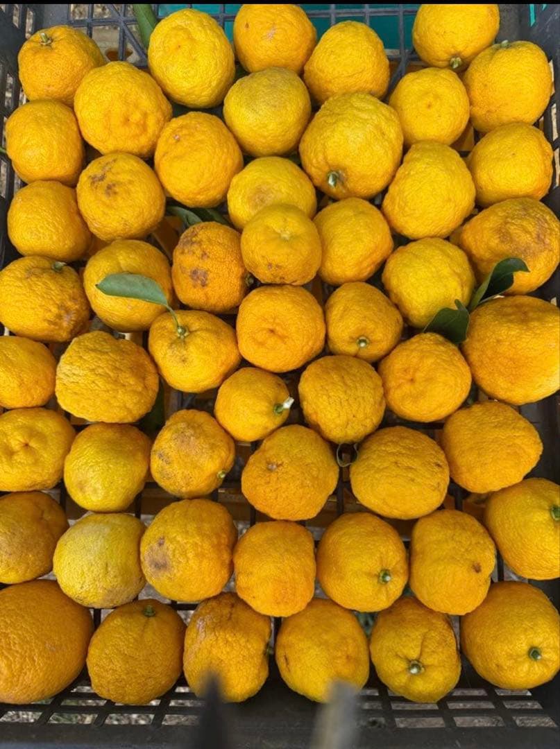 花柚子 無農薬 50個ぐらい B品 ヤマト80サイズ発送 - メルカリ