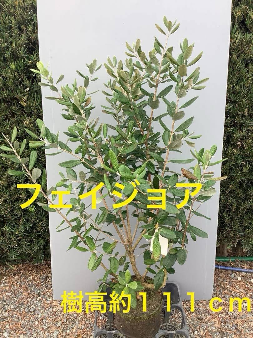 6-27果樹【フェイジョア】樹高約111cm【送料込み】 - メルカリ