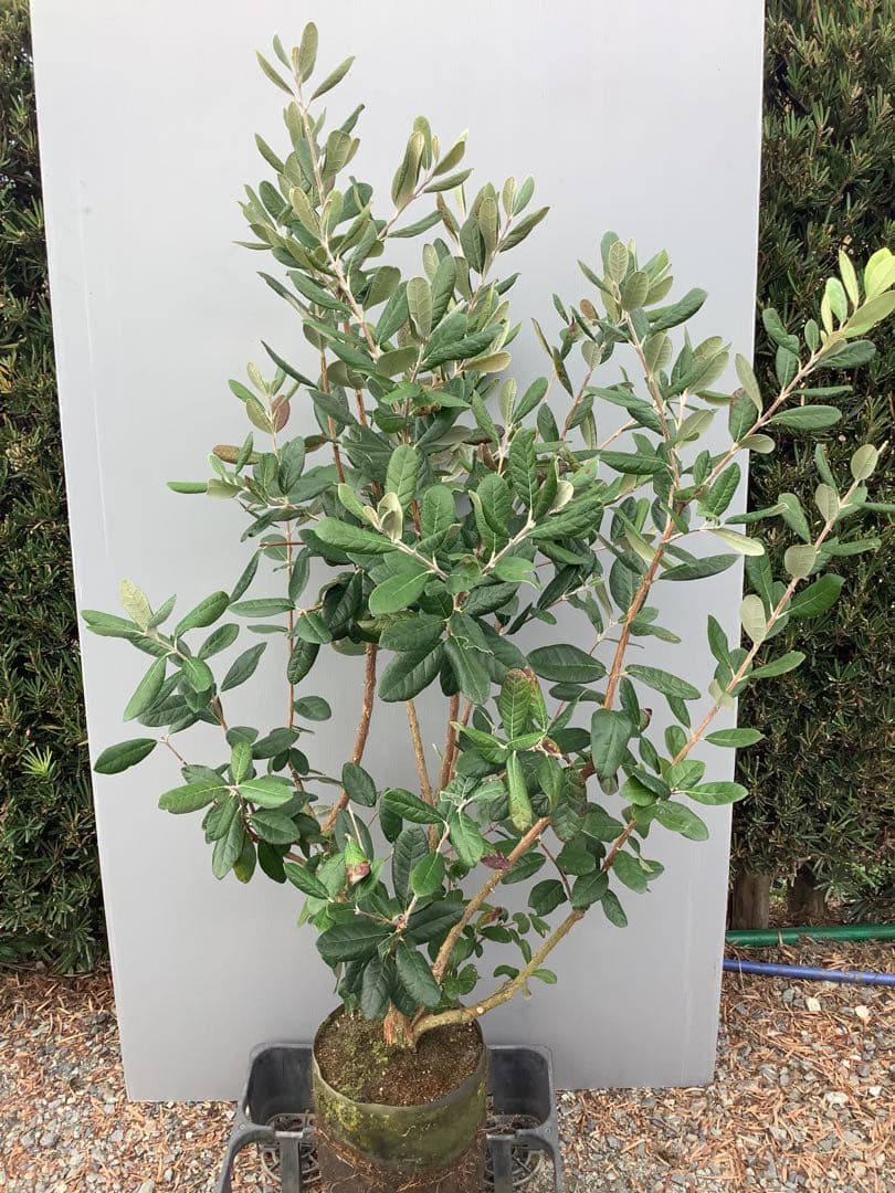 6-27果樹【フェイジョア】樹高約111cm【送料込み】 - メルカリ