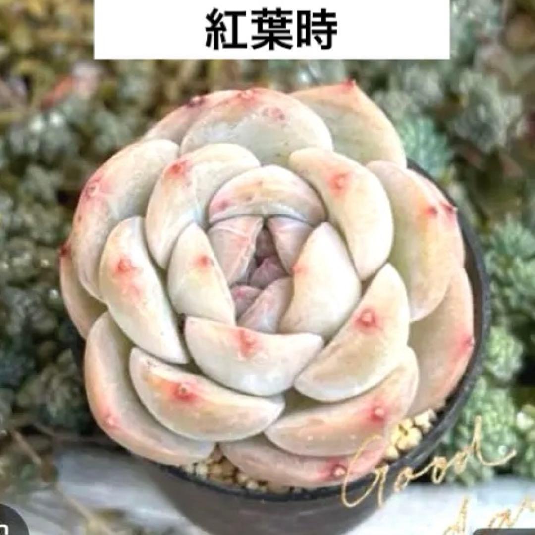 ෆ˚*感謝セールෆ˚* ドライアイス 1苗 抜き苗 寄せ植え 多肉植物