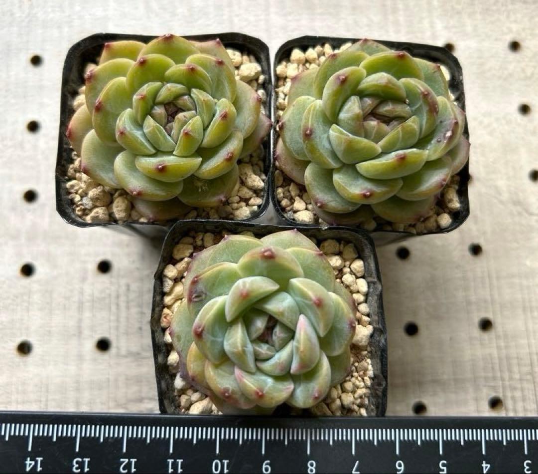 ෆ˚*感謝セールෆ˚* ドライアイス 1苗 抜き苗 寄せ植え 多肉植物