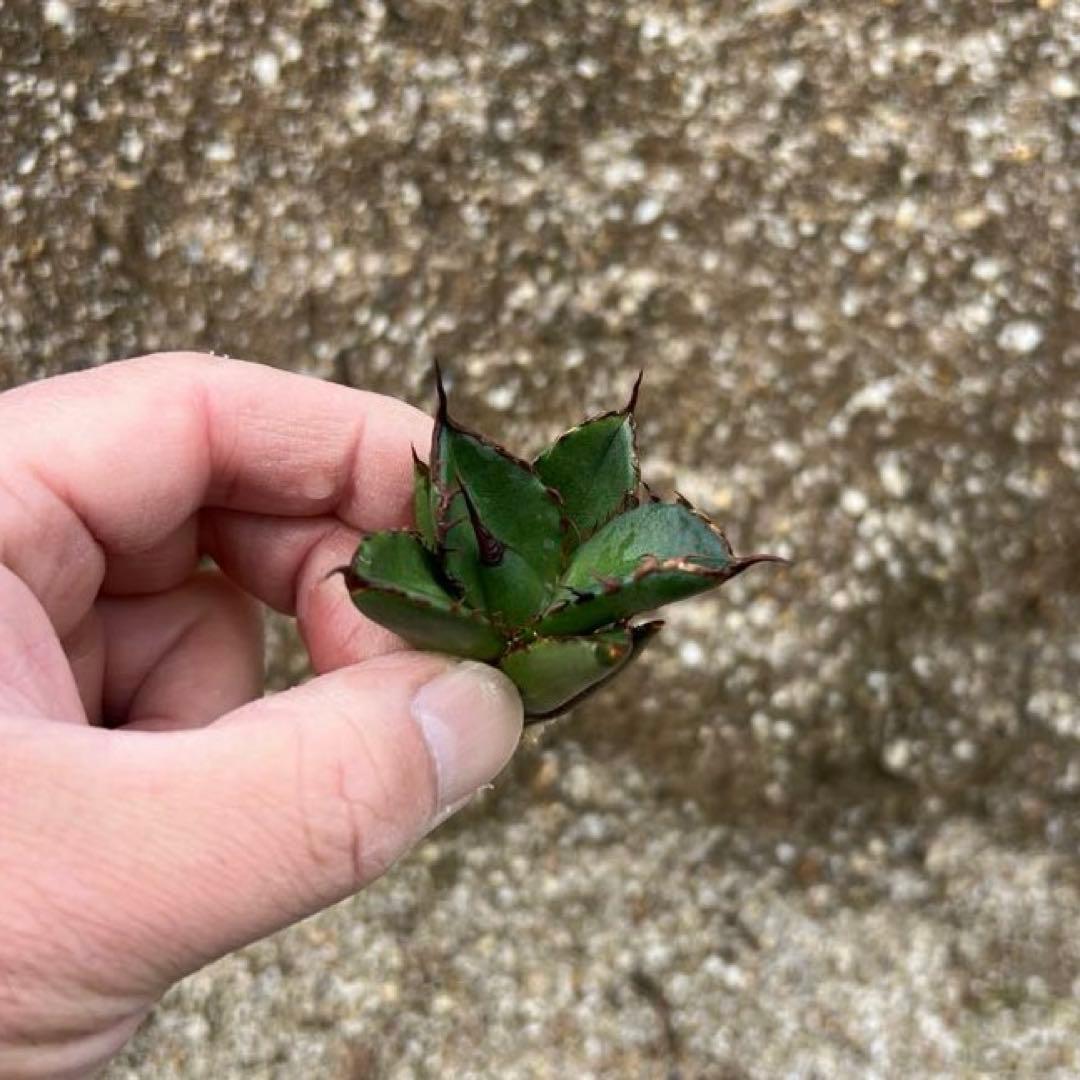 アガベ チタノタ 巌流 巌竜 国産古株 子株 - メルカリ