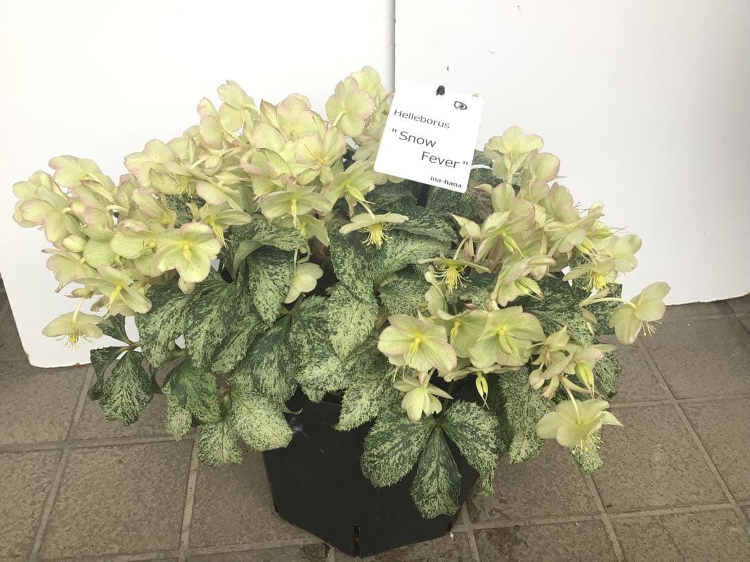 ③ 定価の5000円引きでの販売‼︎ 5年物のクリスマスローズ・スノーフィーバー