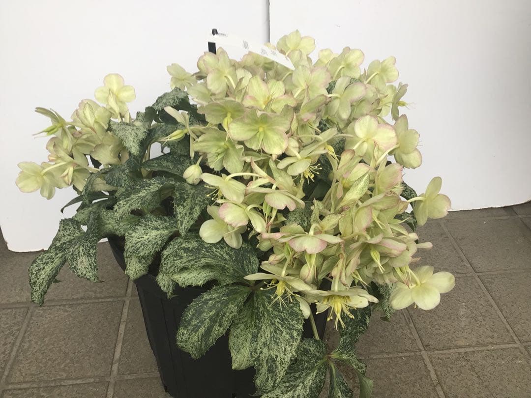 ③ 定価の5000円引きでの販売‼︎ 5年物のクリスマスローズ・スノーフィーバー