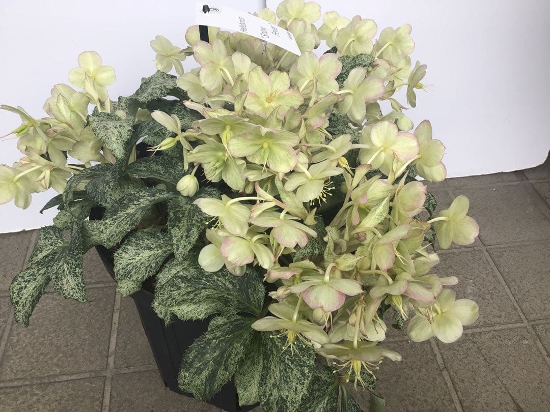 ③ 定価の5000円引きでの販売‼︎ 5年物のクリスマスローズ・スノーフィーバー