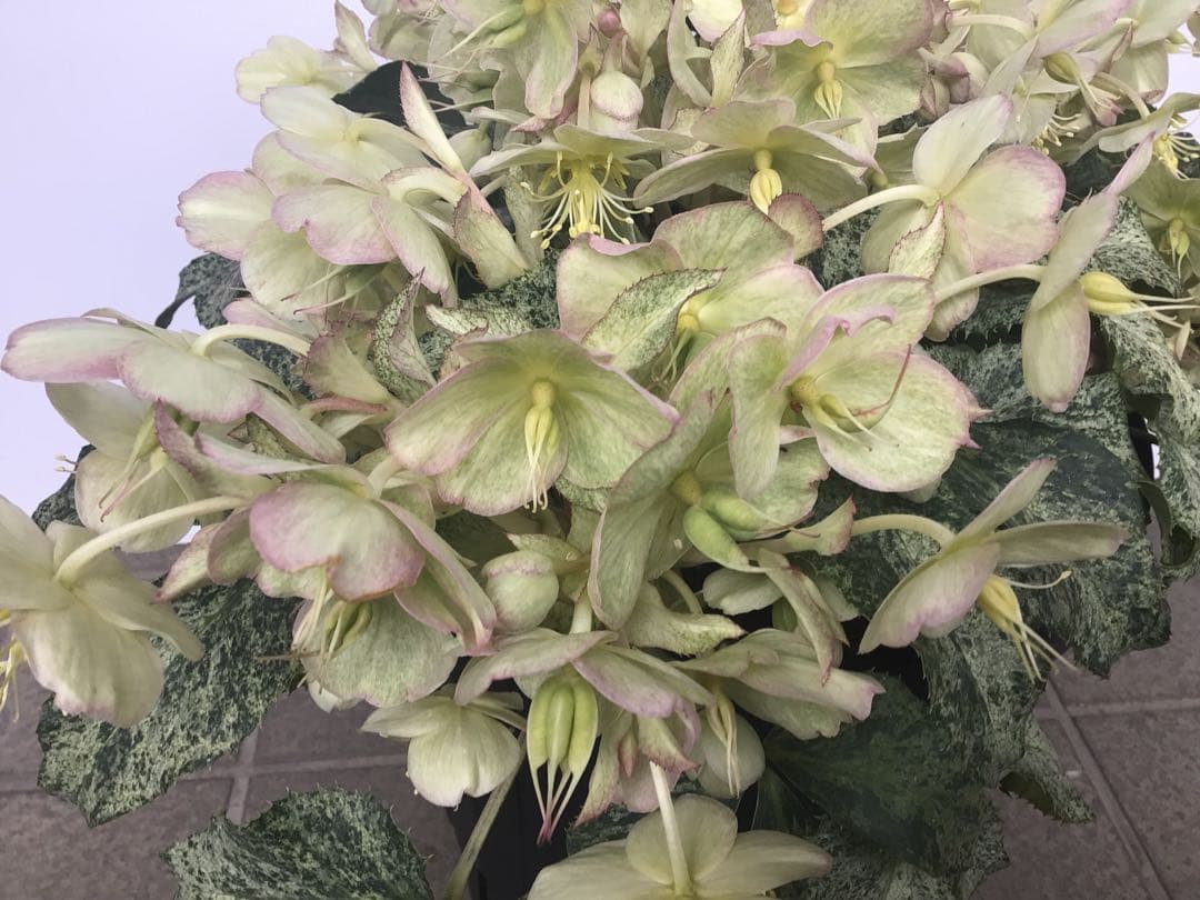 ③ 定価の5000円引きでの販売‼︎ 5年物のクリスマスローズ・スノーフィーバー