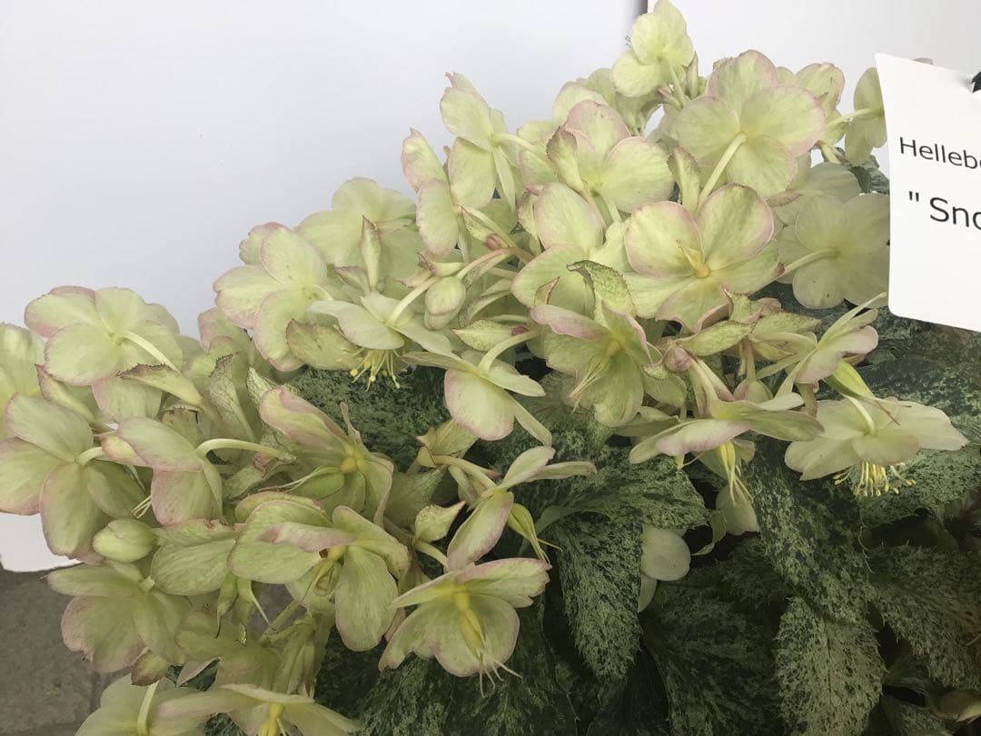 ③ 定価の5000円引きでの販売‼︎ 5年物のクリスマスローズ・スノーフィーバー