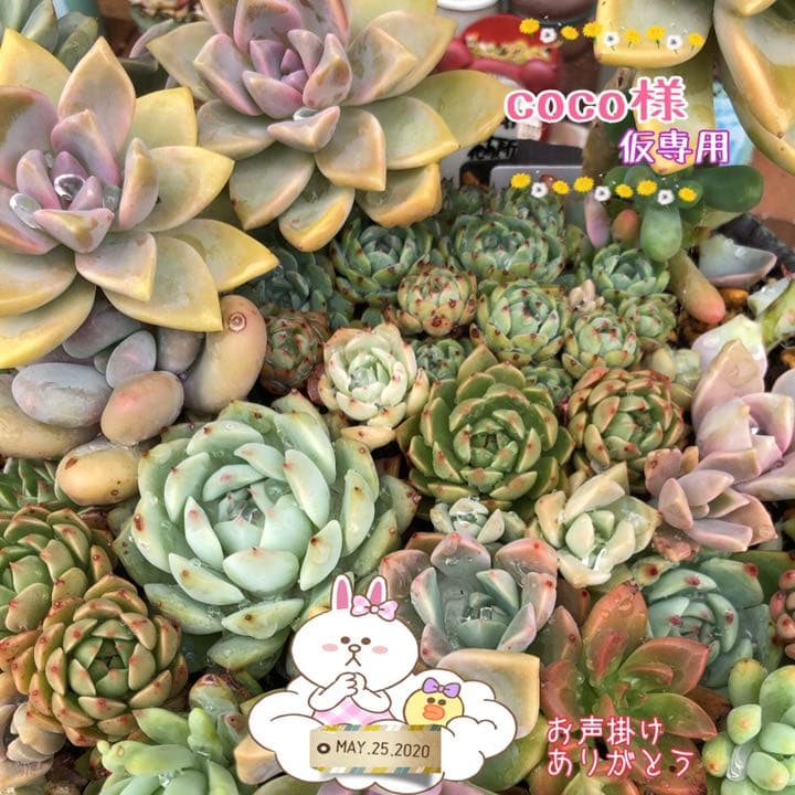 多肉植物　Sedum  coco様仮専用　❀お任せ❀