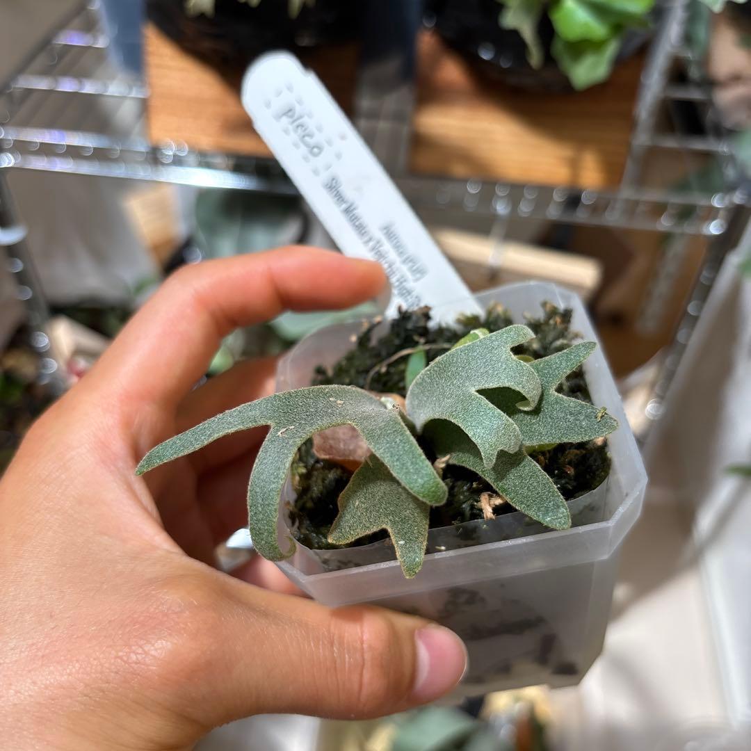 セール❗️レア　Aurora dwarf oc 極光　ドワーフ　大量脇芽付き