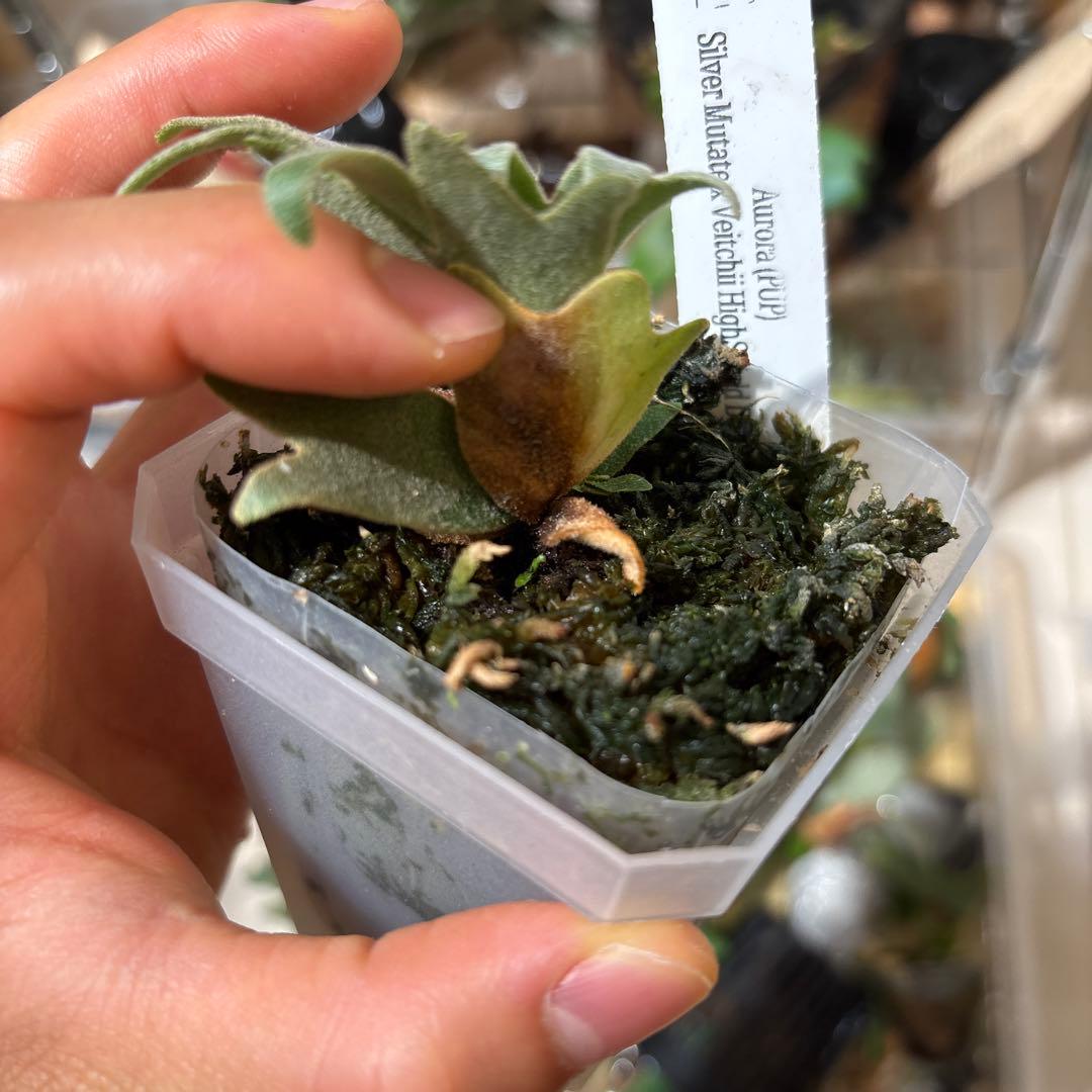 セール❗️レア　Aurora dwarf oc 極光　ドワーフ　大量脇芽付き