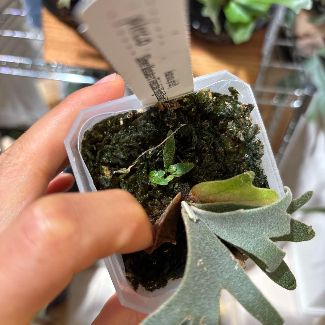 セール❗️レア　Aurora dwarf oc 極光　ドワーフ　大量脇芽付き