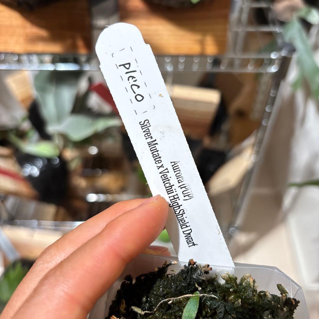 セール❗️レア　Aurora dwarf oc 極光　ドワーフ　大量脇芽付き