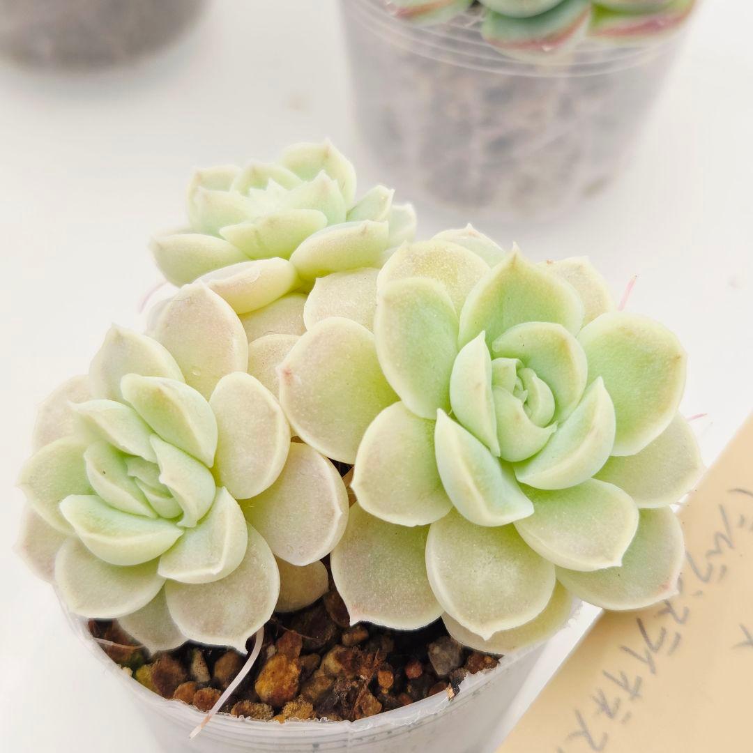 ビ*キ様 ㊸大きめ さくらホイップ❣️ミニマカロン❣️中リン交配❣️発根済6苗メ