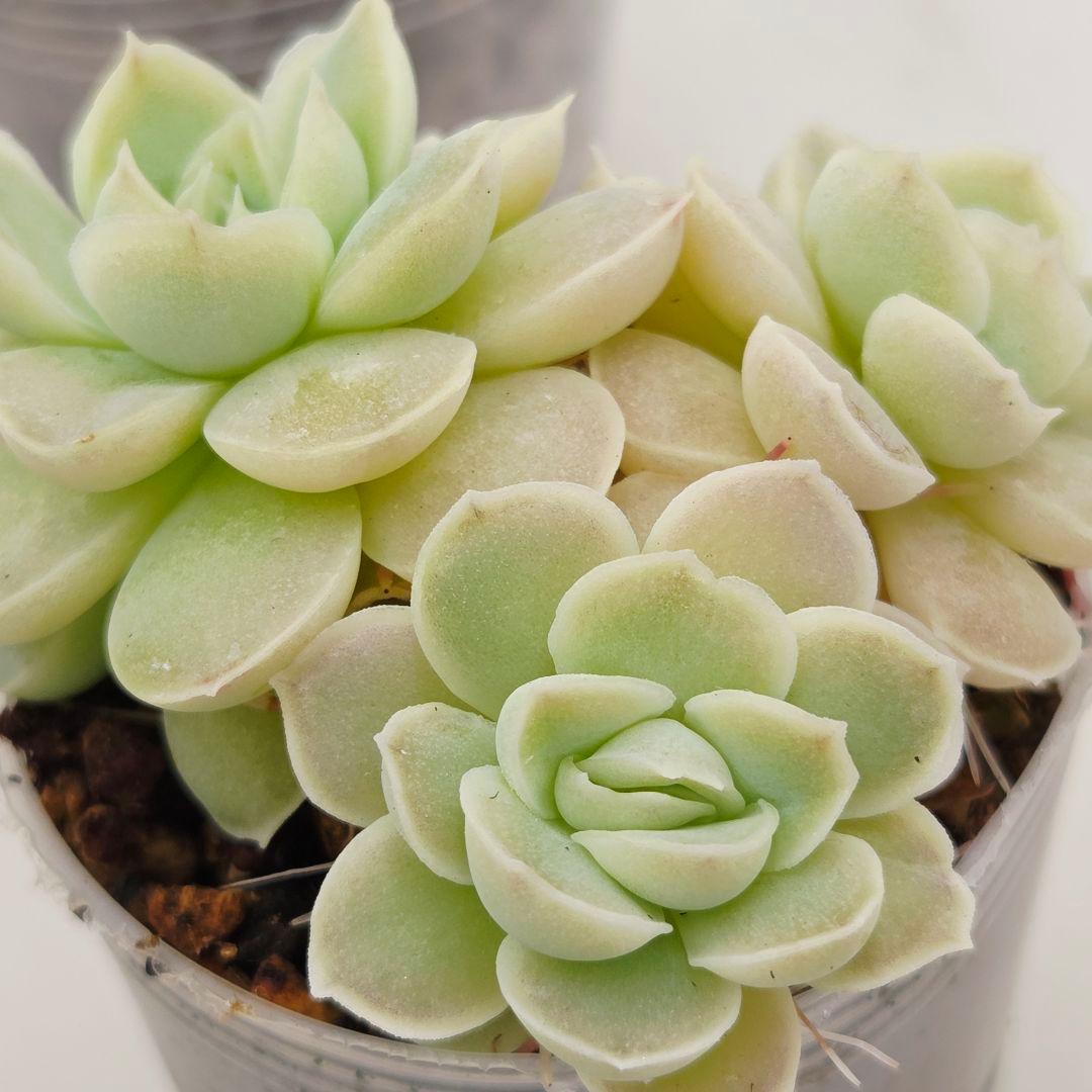 ビ*キ様 ㊸大きめ さくらホイップ❣️ミニマカロン❣️中リン交配❣️発根済6苗メ