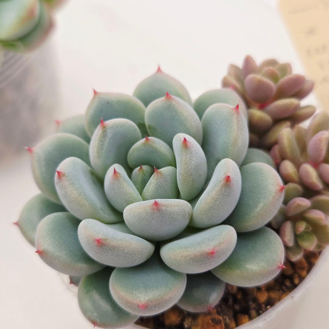 ビ*キ様 ㊸大きめ さくらホイップ❣️ミニマカロン❣️中リン交配❣️発根済6苗メ