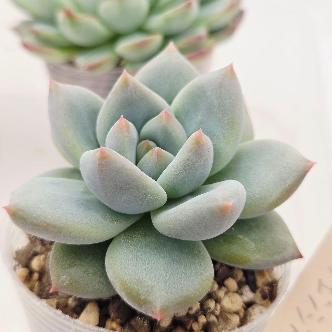 ビ*キ様 ㊸大きめ さくらホイップ❣️ミニマカロン❣️中リン交配❣️発根済6苗メ