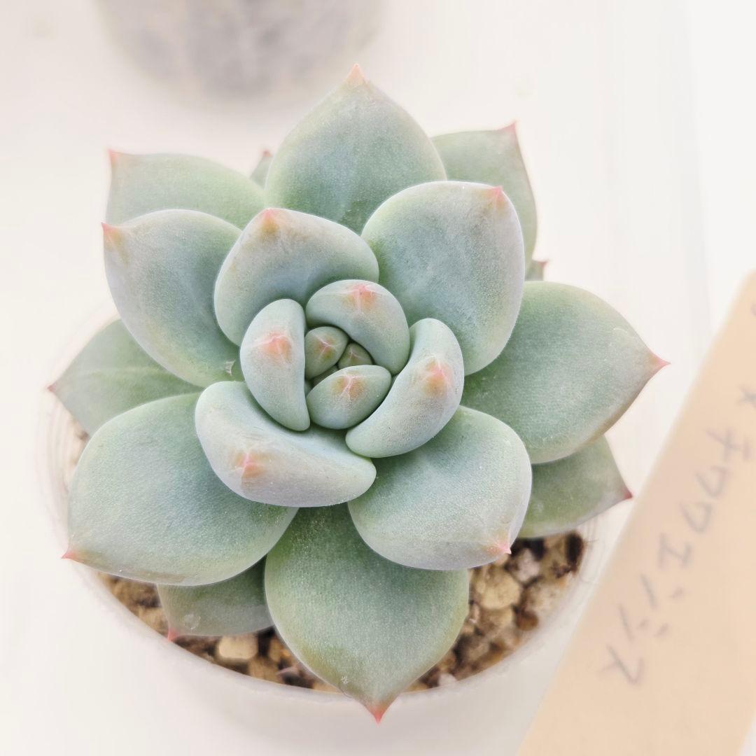 ビ*キ様 ㊸大きめ さくらホイップ❣️ミニマカロン❣️中リン交配❣️発根済6苗メ