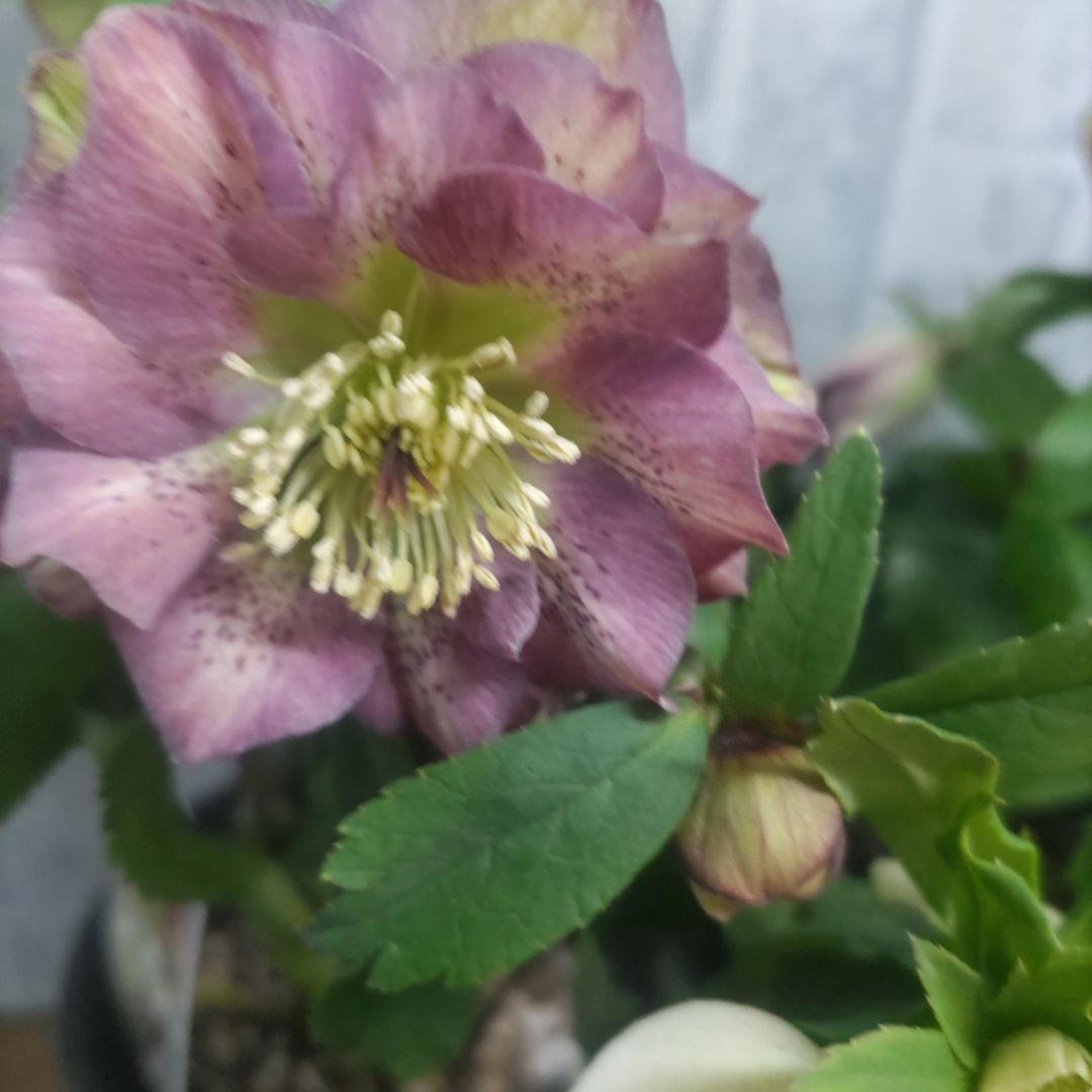 ７日入荷⭐️クリスマスローズダブル咲き⭐️８鉢セット