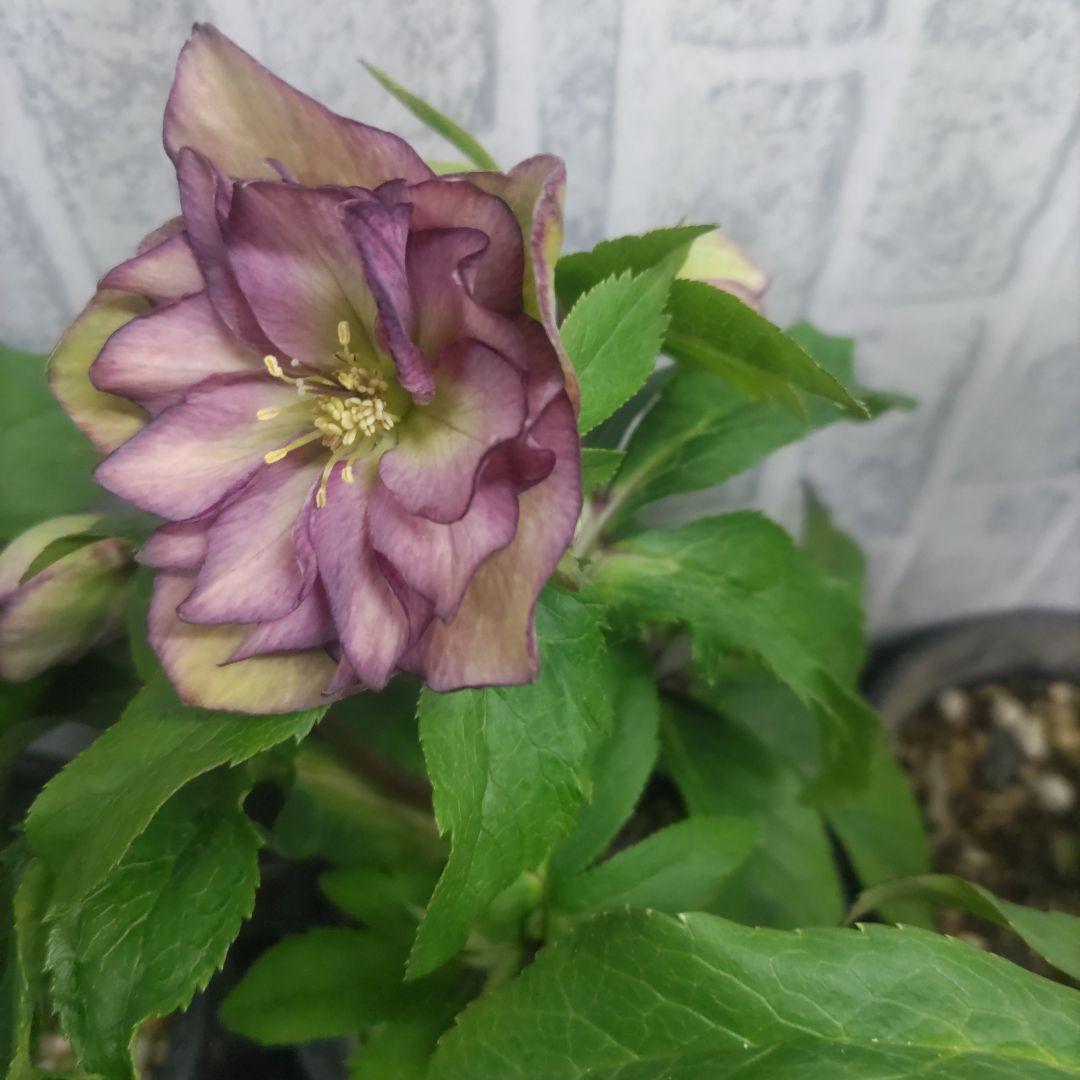 ７日入荷⭐️クリスマスローズダブル咲き⭐️８鉢セット