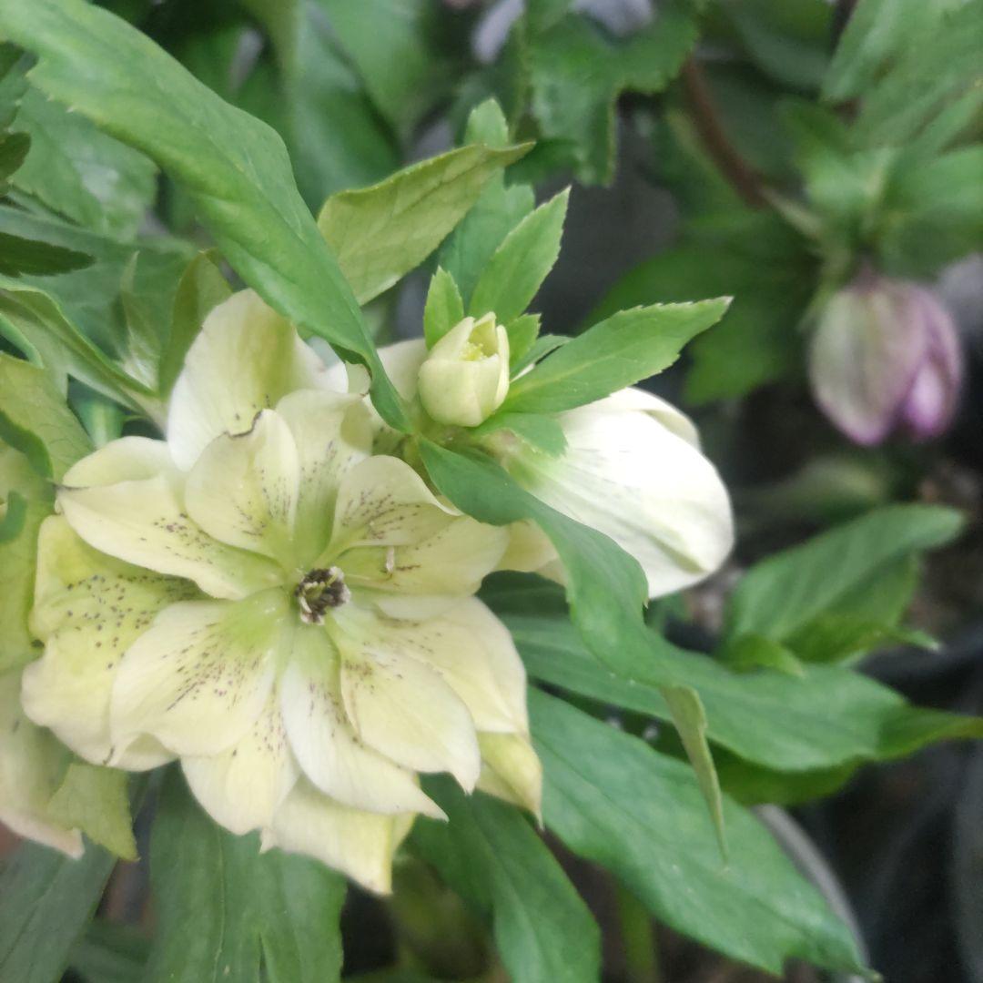 ７日入荷⭐️クリスマスローズダブル咲き⭐️８鉢セット