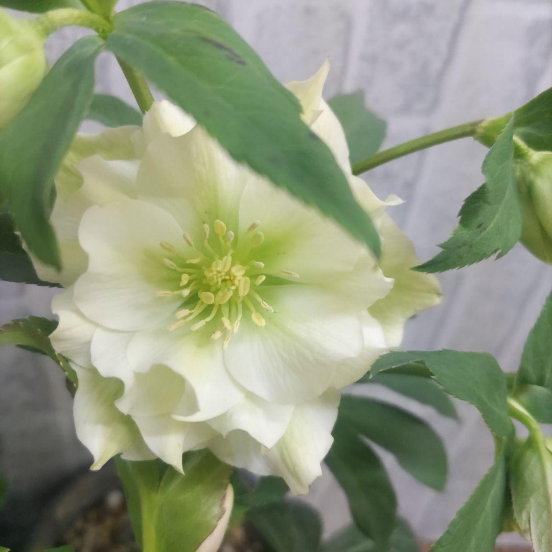 ７日入荷⭐️クリスマスローズダブル咲き⭐️８鉢セット