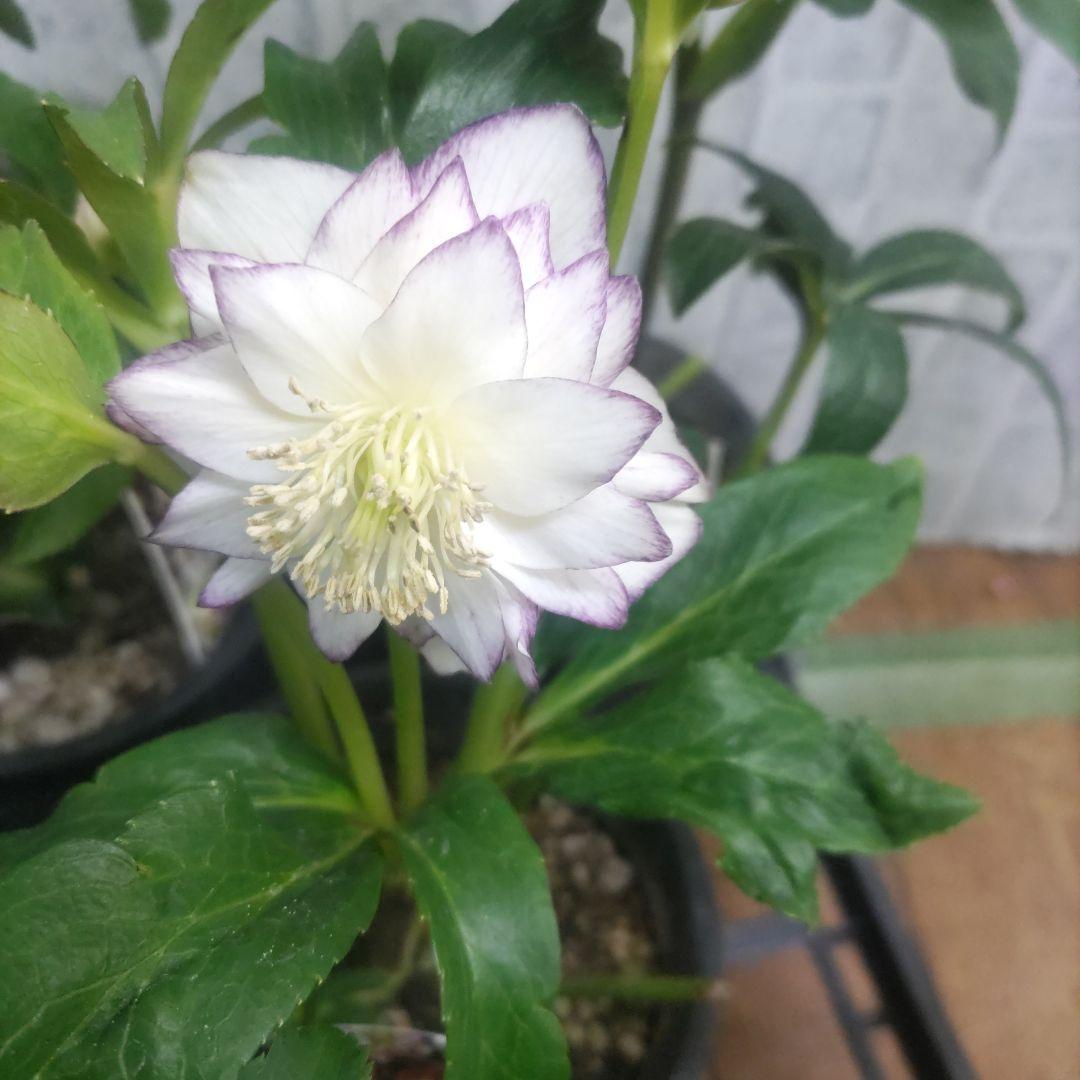 ７日入荷⭐️クリスマスローズダブル咲き⭐️８鉢セット