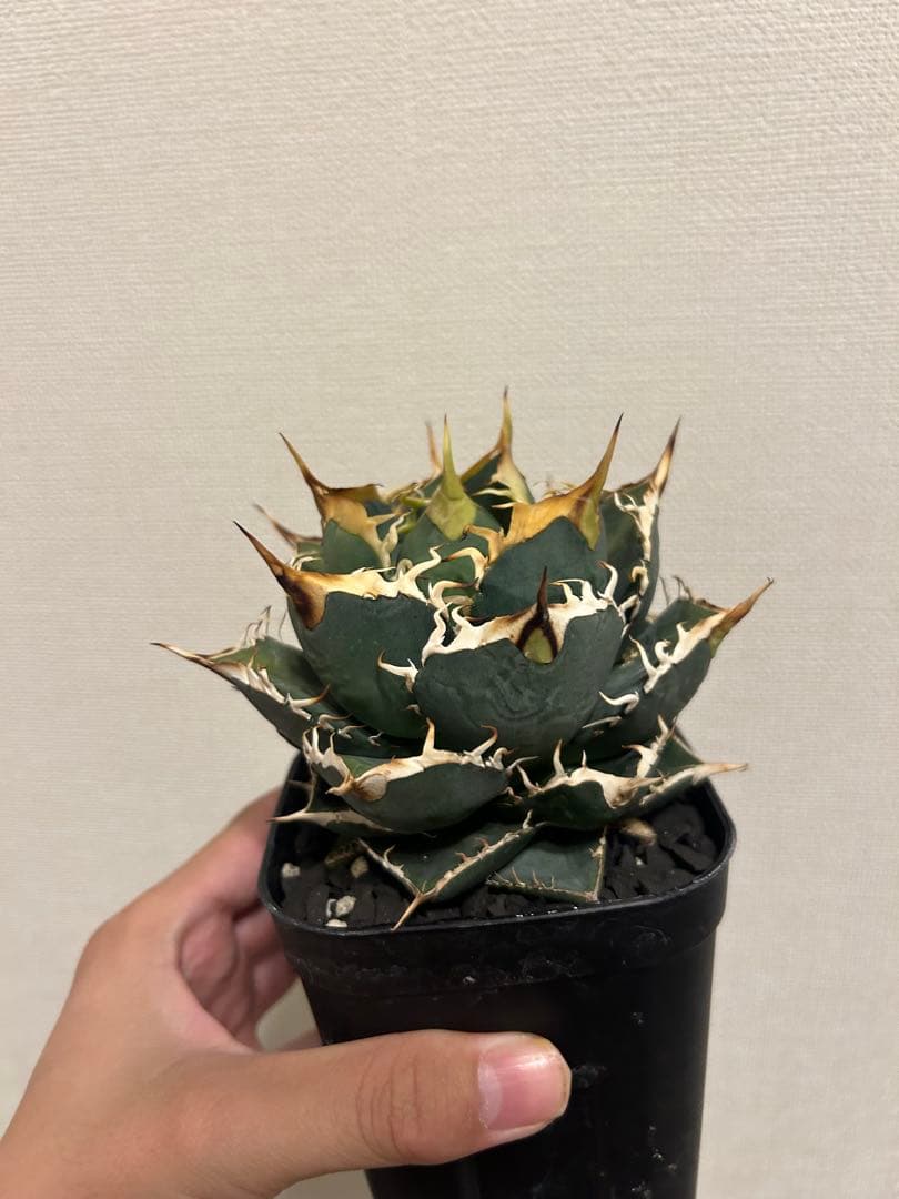 アガベ　オテロイ　実生選抜