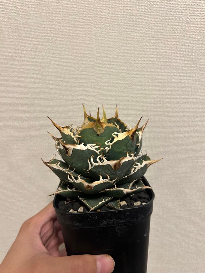 アガベ　オテロイ　実生選抜