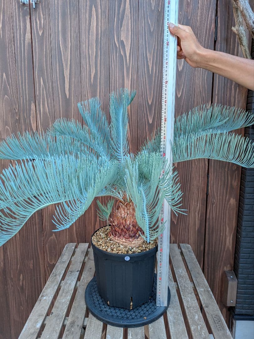 サイカス カイルンシアナ 3頭 カキコ付き スーパーブルー