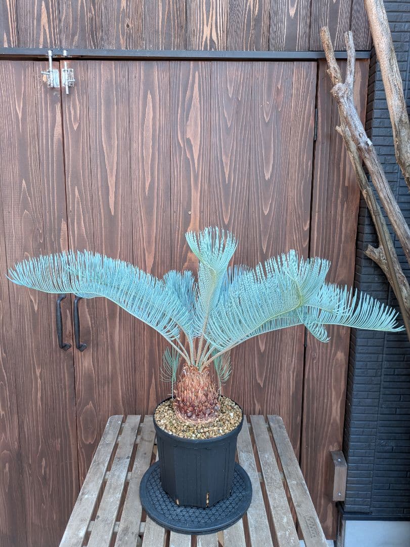 サイカス カイルンシアナ 3頭 カキコ付き スーパーブルー