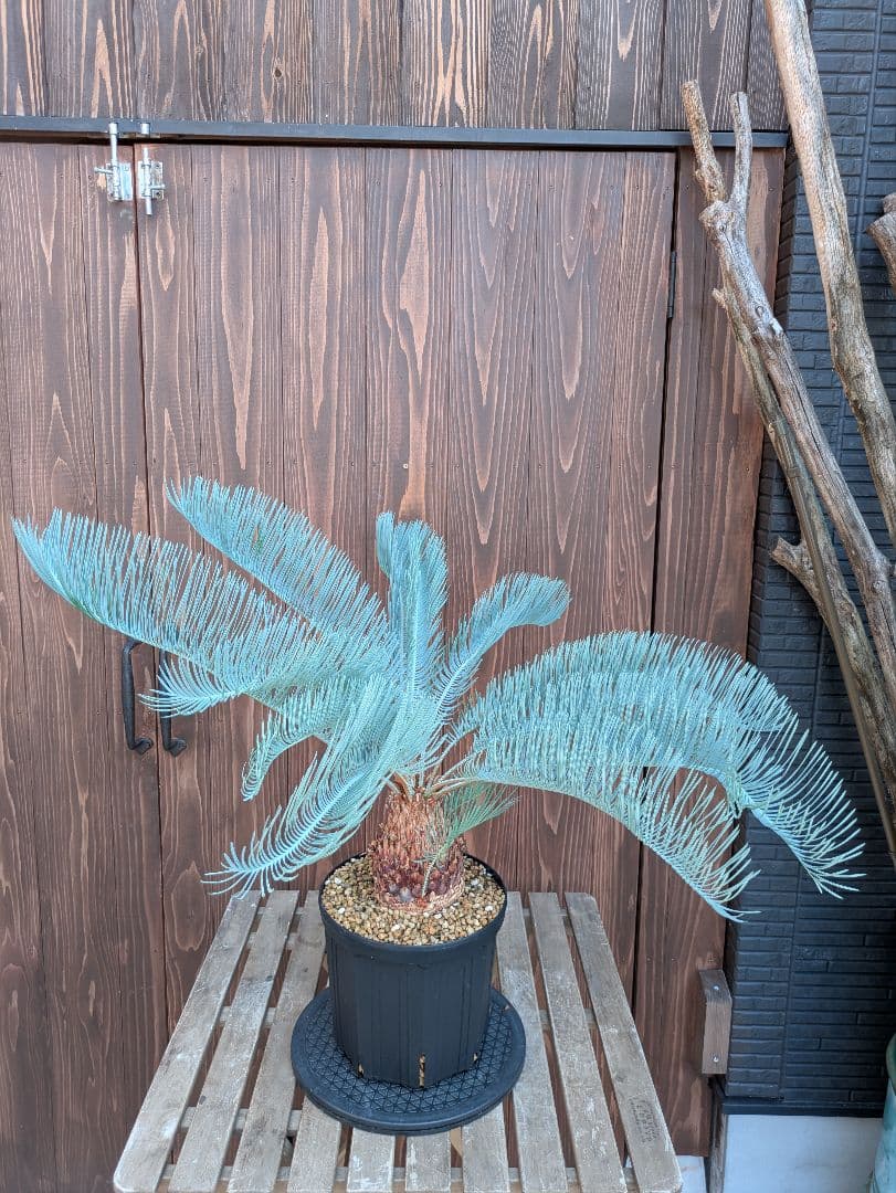 サイカス カイルンシアナ 3頭 カキコ付き スーパーブルー