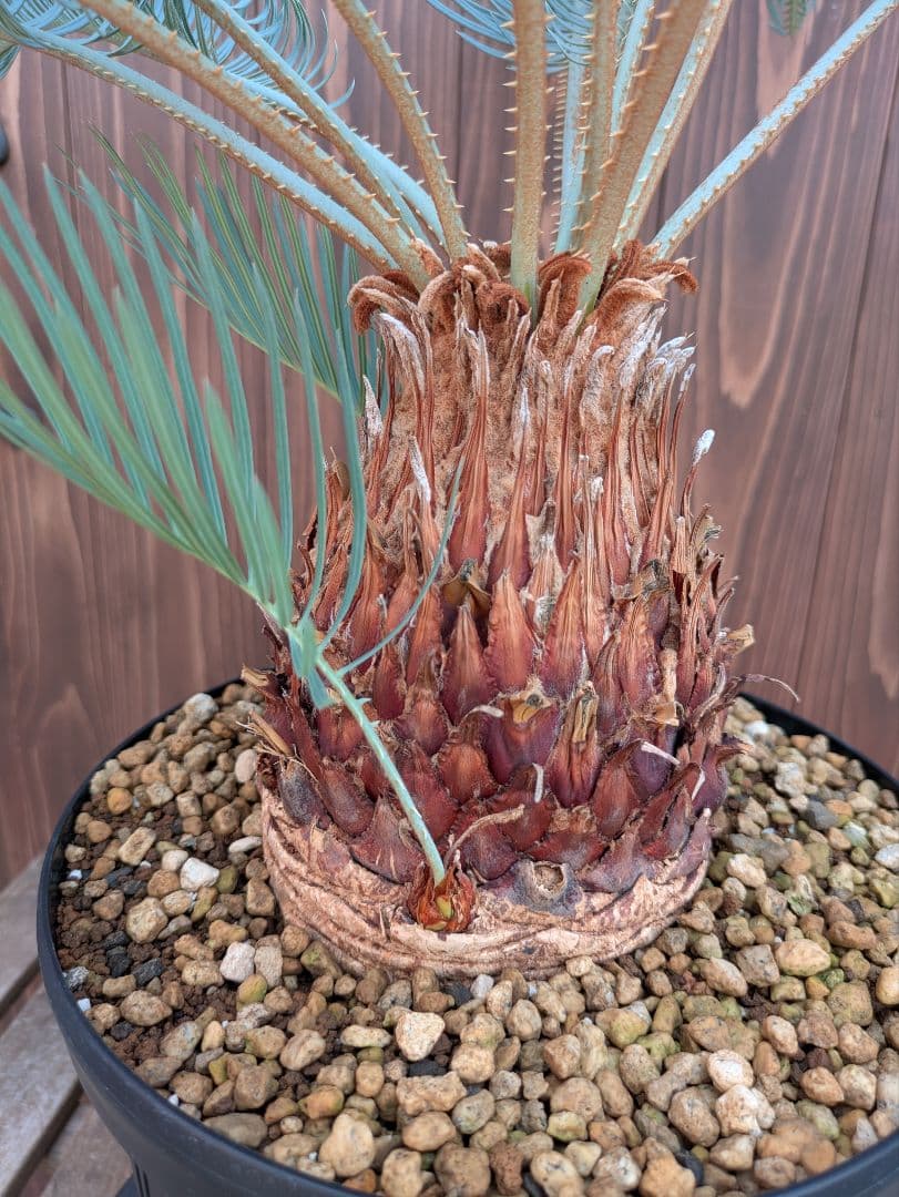 サイカス カイルンシアナ 3頭 カキコ付き スーパーブルー