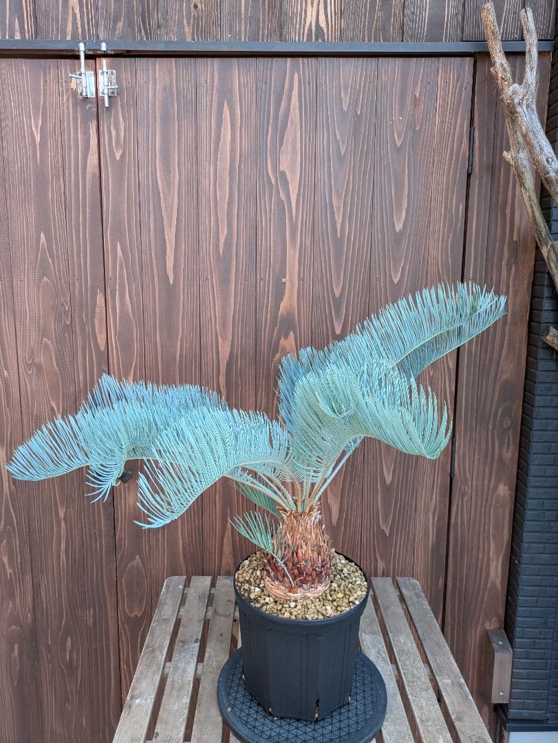 サイカス カイルンシアナ 3頭 カキコ付き スーパーブルー