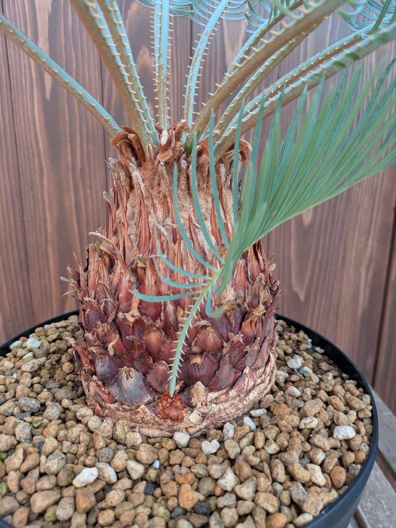 サイカス カイルンシアナ 3頭 カキコ付き スーパーブルー