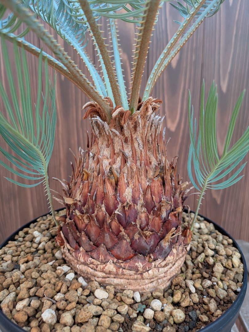 サイカス カイルンシアナ 3頭 カキコ付き スーパーブルー