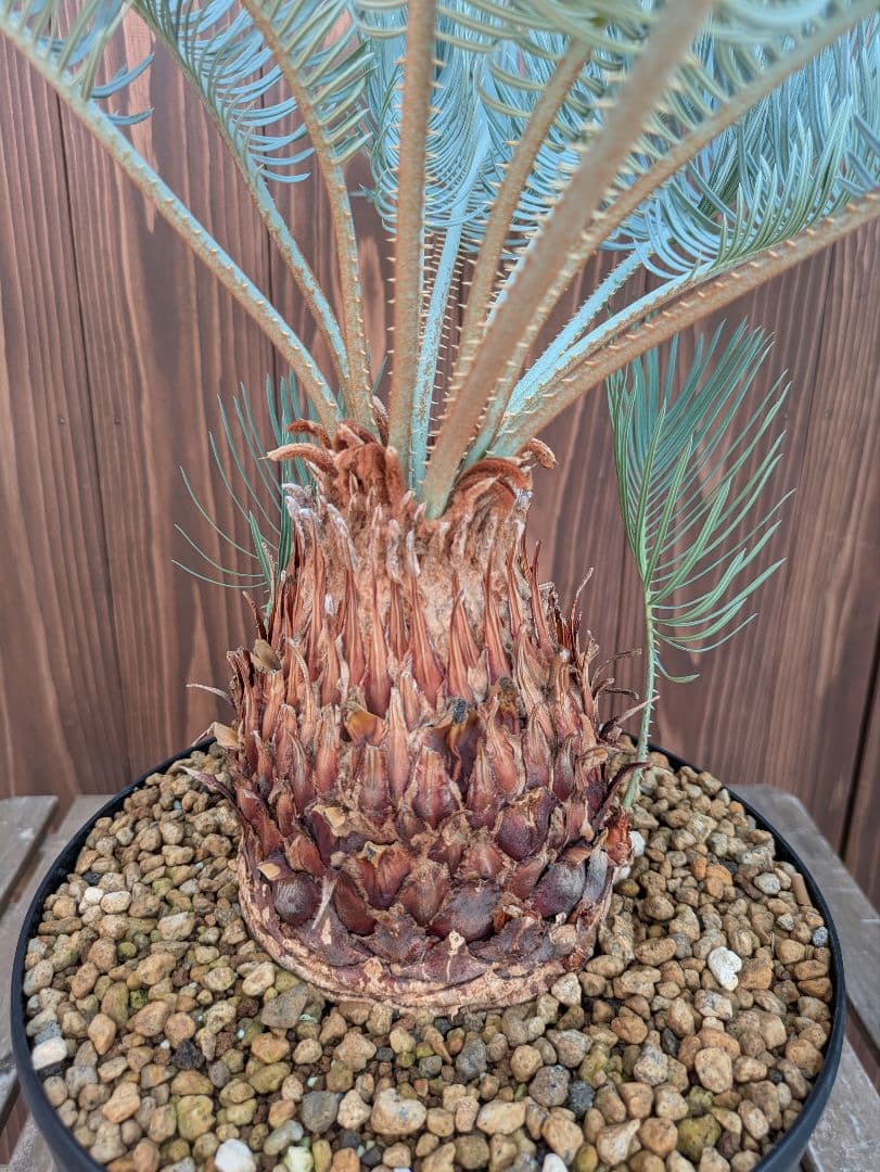 サイカス カイルンシアナ 3頭 カキコ付き スーパーブルー