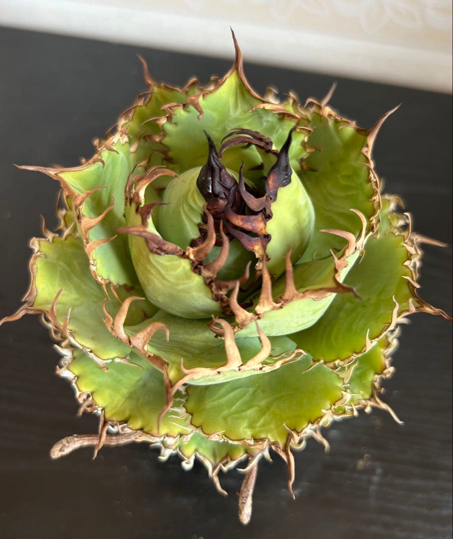 アガベ チタノタ フィリグリー