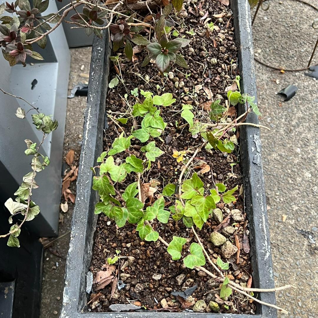 i＊特価 セール【 2個セット 】 ガーデンインテリア 大・小セット ブラック