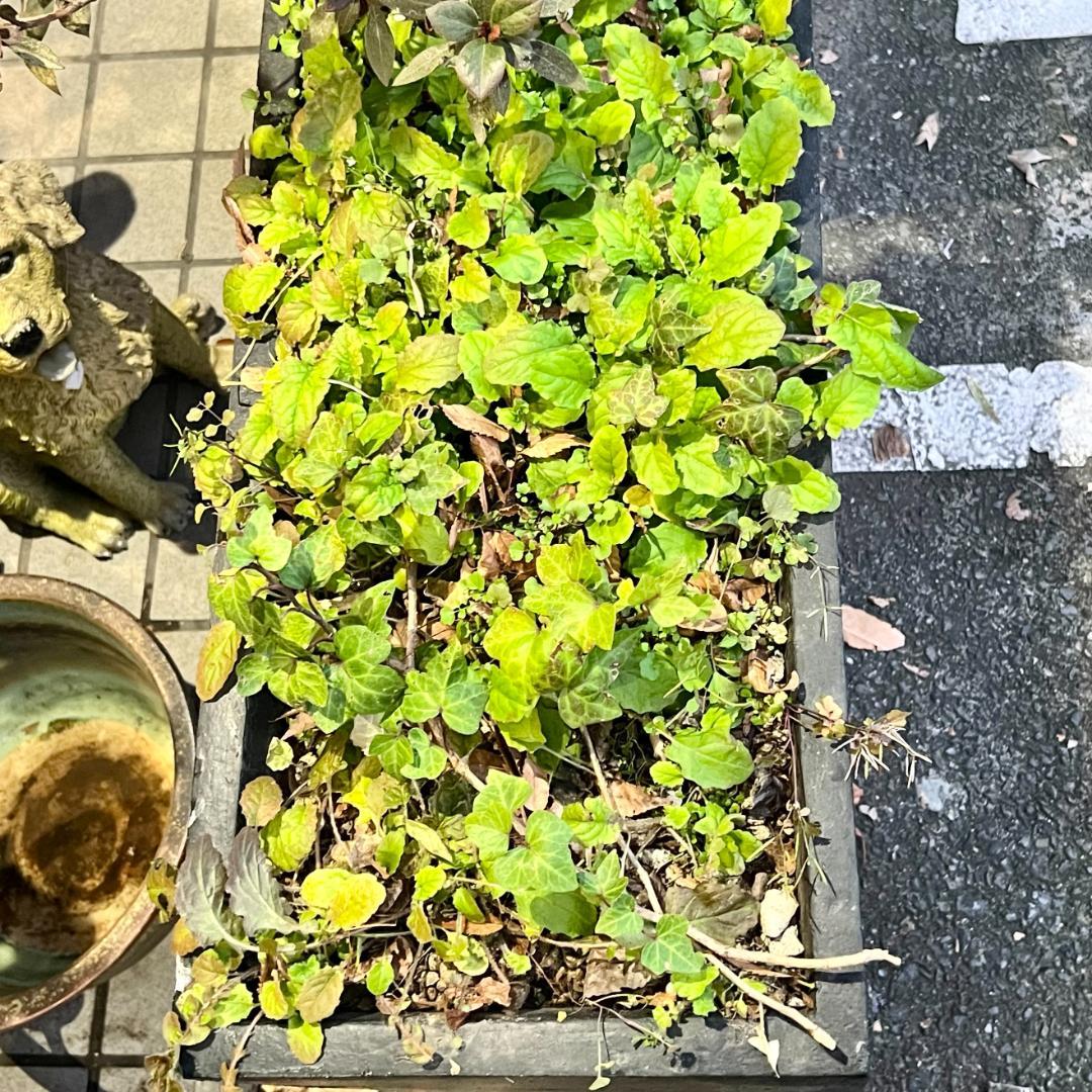 i＊特価 セール【 2個セット 】 ガーデンインテリア 大・小セット ブラック