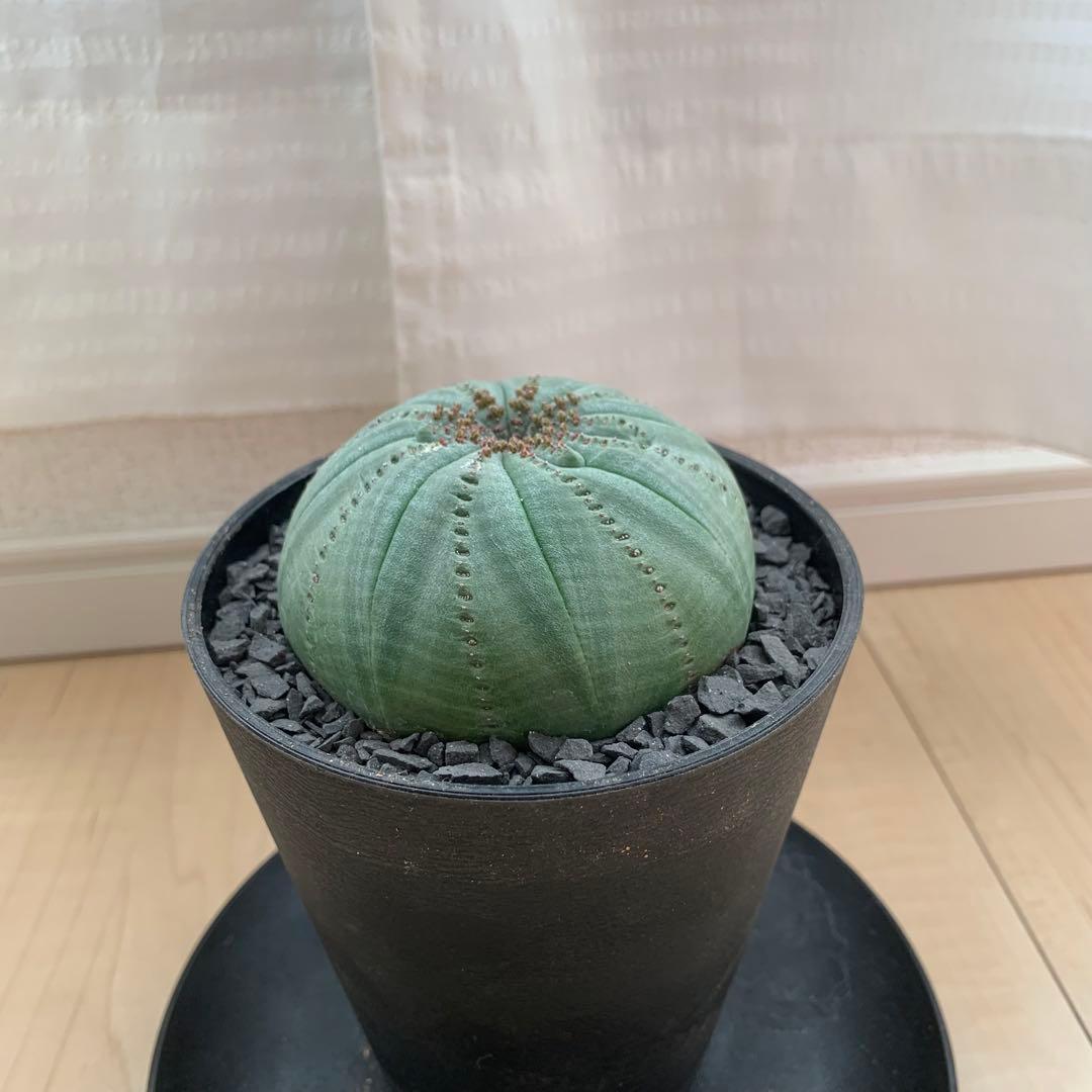 シンメトリカ 仔吹きタイプではない 螺旋稜 7.5cm 3.5寸鉢 幾何学模様