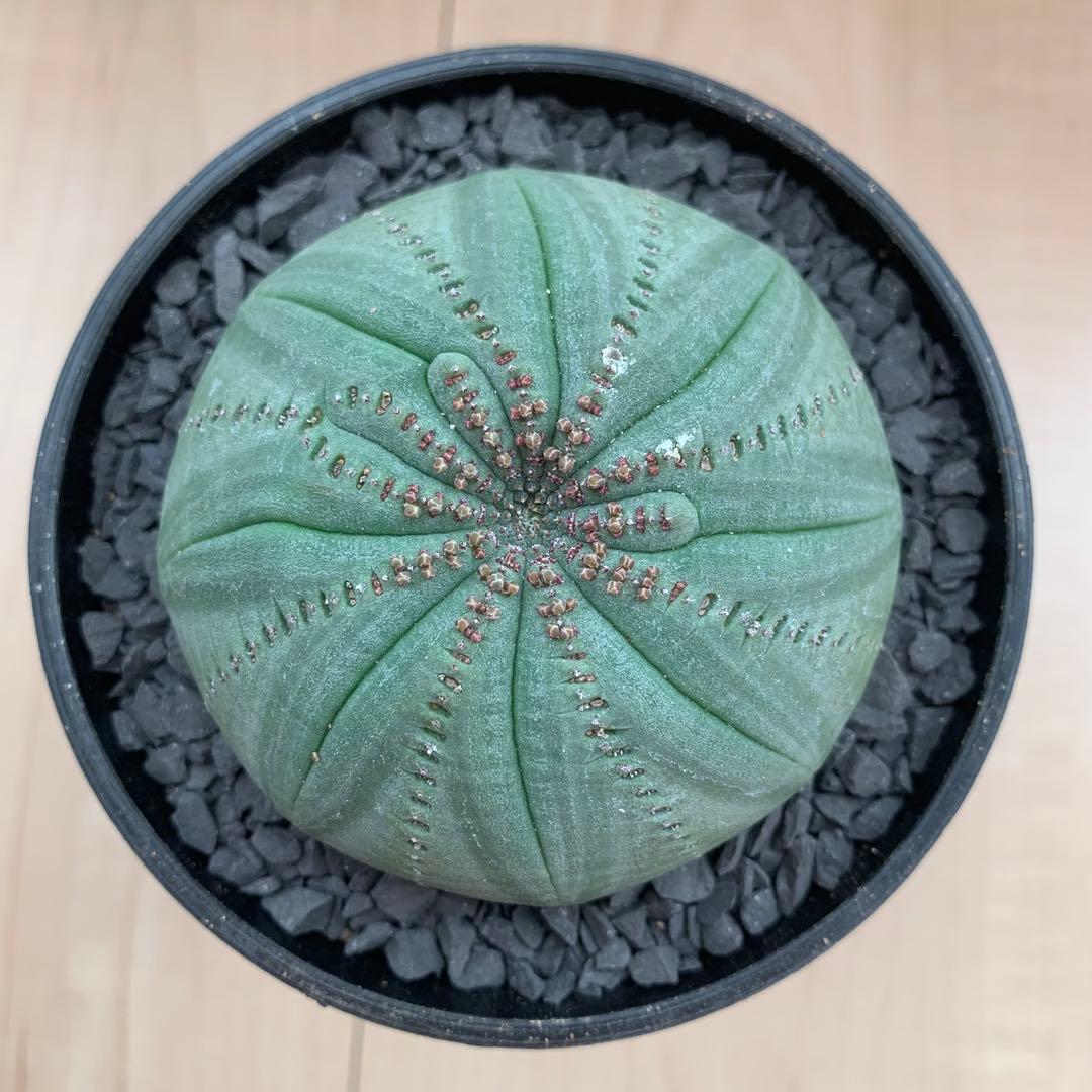 シンメトリカ 仔吹きタイプではない 螺旋稜 7.5cm 3.5寸鉢 幾何学模様