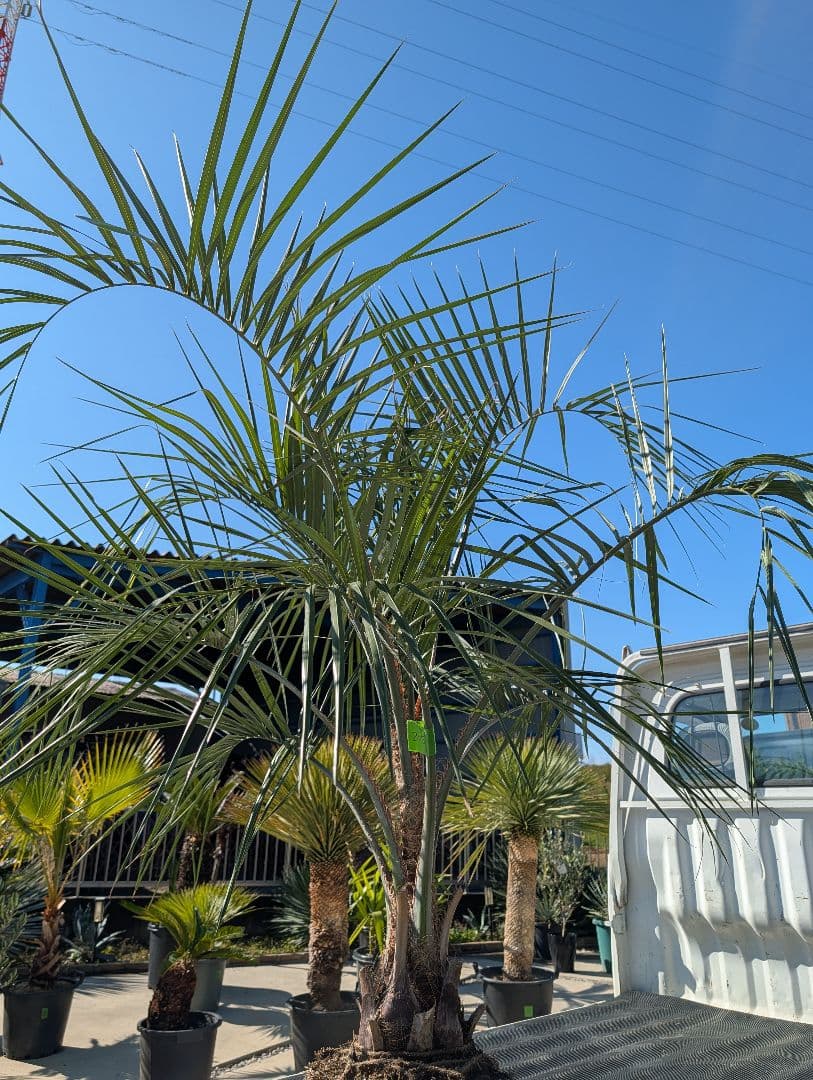 ピ*チ様 【BFセール】ココスヤシ《Lサイズ・H＝約1.8m》205