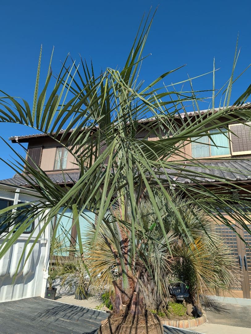 ピ*チ様 【BFセール】ココスヤシ《Lサイズ・H＝約1.8m》205