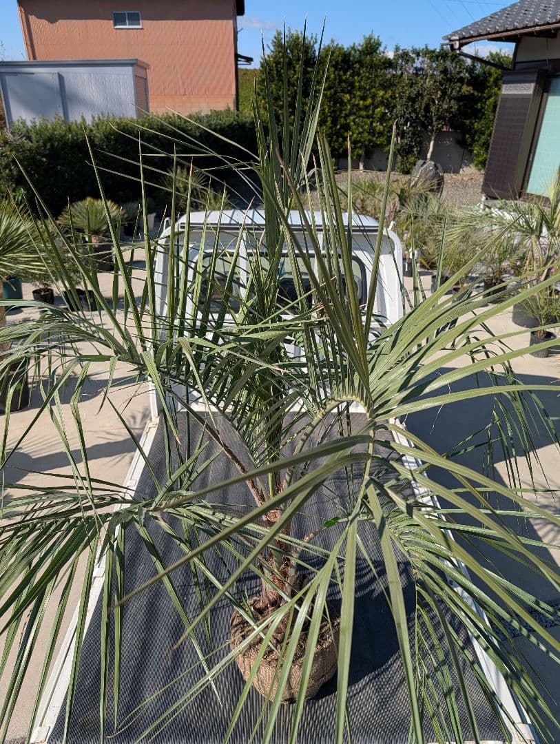 ピ*チ様 【BFセール】ココスヤシ《Lサイズ・H＝約1.8m》205